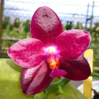 Phal. Zheng Min Jacaranda