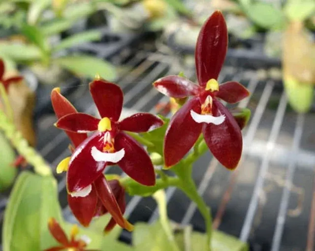 Phalaenopsis cornu-cervi var