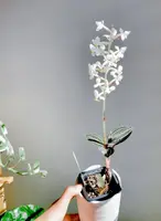Jewel Orchid (Ludisia discolor)