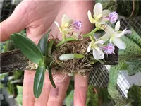 Sedirea (Phalaenopsis)-japonica `Minmaru` — Orchids