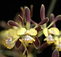 E. alata x self (ENA) (- Encyclia ) E.=Encyclia