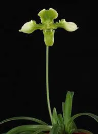 Paphiopedilum esquerolei forma album (Paphiopedilum)