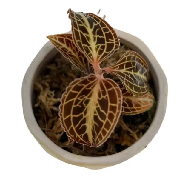 Anoectochilus siamensis 'Rose Gold' (Anoectochilus)