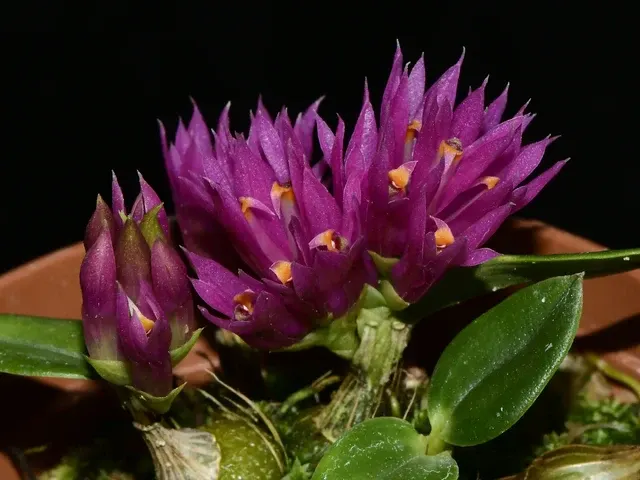 Dendrobium Ecuagenera (Dendrobium)