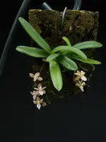 Stereochilus erinaceus ‘big plant’ (3 plants)