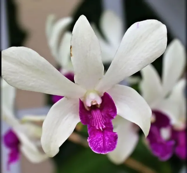 Dendrobium Woo Leng (Dendrobium)
