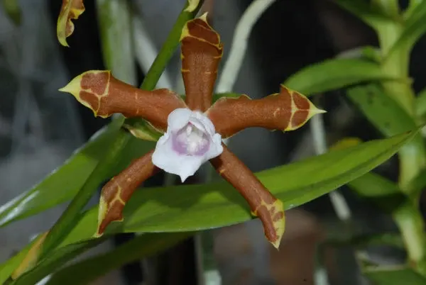Miltonia candida (Miltonia)