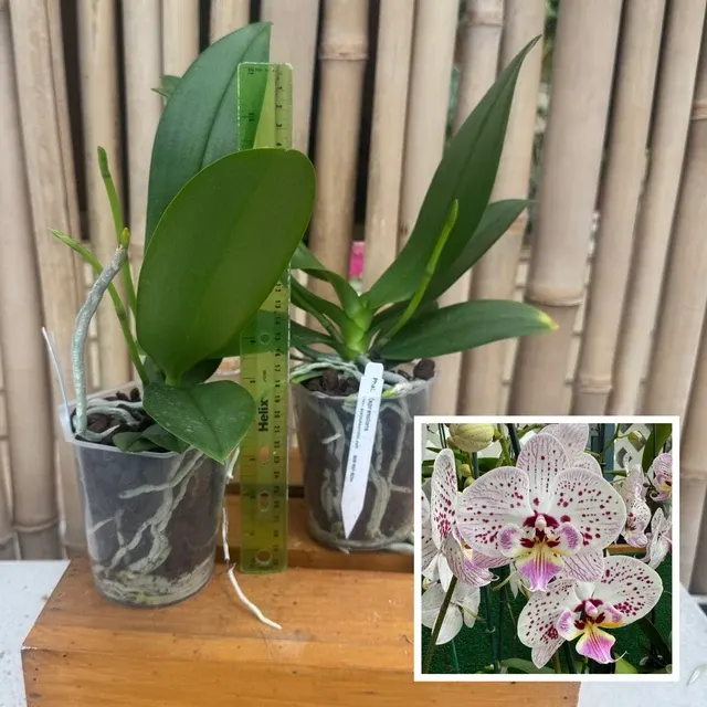 Phalaenopsis Expressions