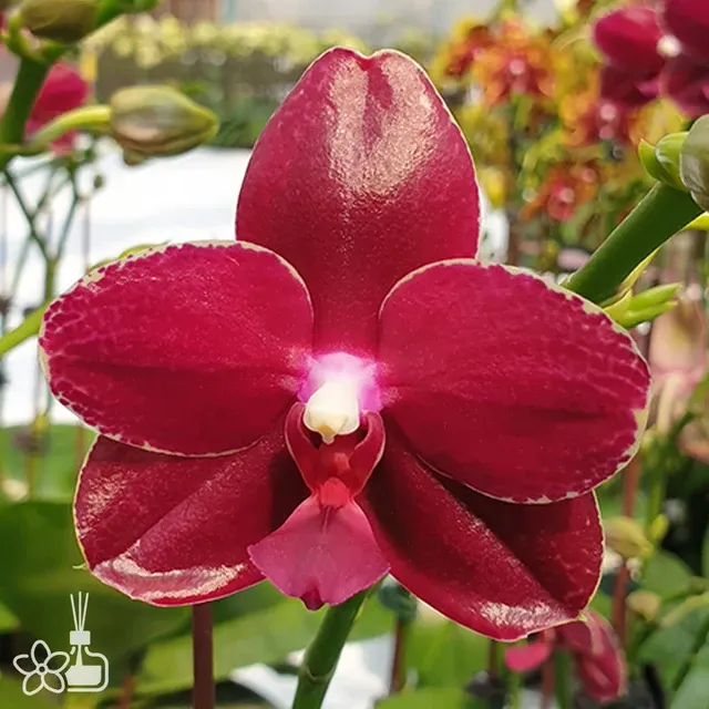 Phalaenopsis Sogo Relex '1671'