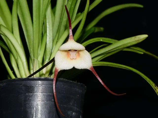 Dracula Monita (Dracula)