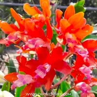 Cattleya Taiwan Firecracker 'Popcorn' Orchid Plant - BS