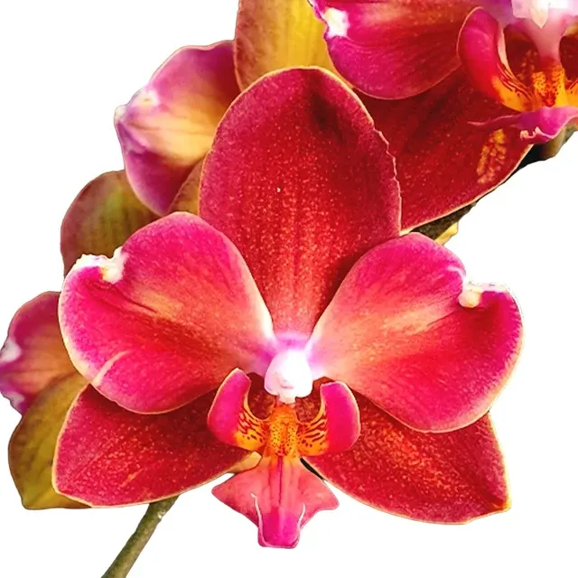Phalaenopsis Miki Orange Sunset