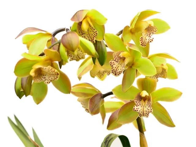 Cymbidium Honey Green Melissa (Cymbidium)