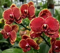 Phalaenopsis Fire Burst Blooming Size
