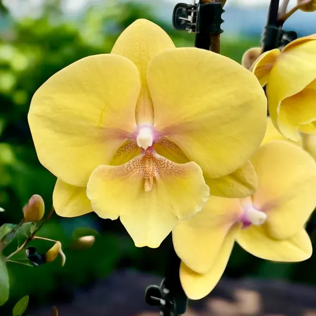 Phalaenopsis KS Big Stone 'Gloria'