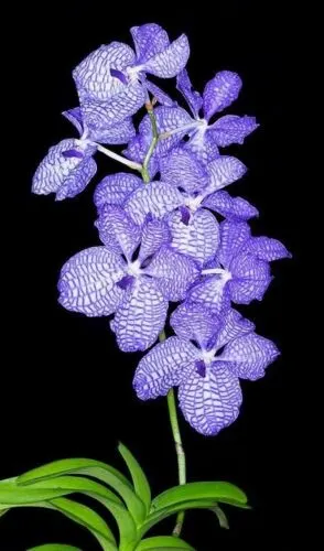 Vanda Coerulea X Luzonica