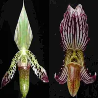 Paph. argus X Paph. fairrueanum