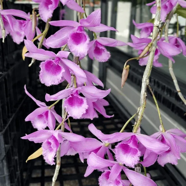 Dendrobium Mostar - Flori Parfumate