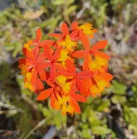 Epidendrum radicans Live Plant - 1 Gallon Pot - Orange Orchid - Outdoor Grown - Minor Blemishes Possible - Florida Nursery Certified