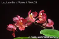Lsz. Lava Burst 'Puanani' AM/AOS (OM 3) Lsz.=Leomesezia