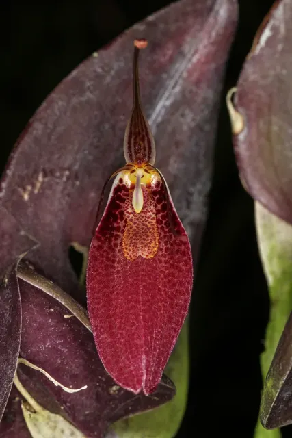 Restrepia gutullata (Restrepia)