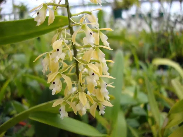 Epidendrum ruizianum