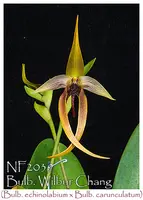 Bulb. Wilbur Chang 'Note: Husky plant, Only 6 Avaiable' (Bulb. echinolabium x Bulb. carunculatum)