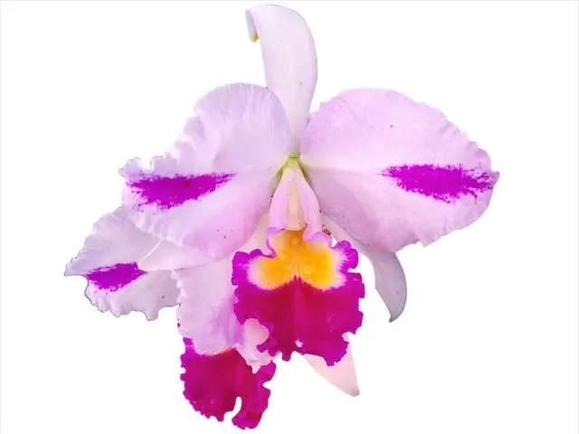 Cattleya trianae splash Real Ecua 0195 x trianae splash #150 (Cattleya)