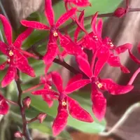Mature Very Rare Orchid Renanthera Gerald Tan Live PLant