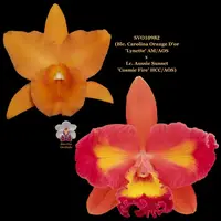 Cattleya Orchid Hybrid SVO10982 (Blc. Carolina Orange D'or 'Lynette' AM/AOS x Lc. Aussie Sunset 'Cosmic Fire' HCC/AOS)