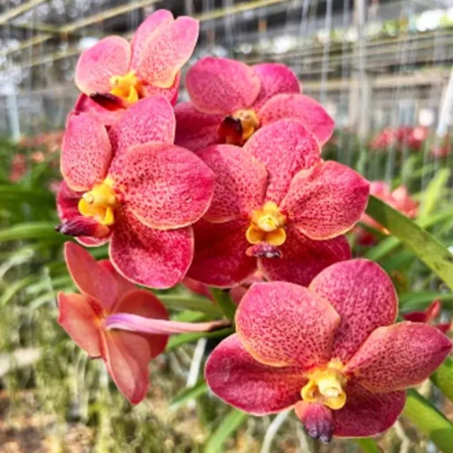 Vanda Fuchs Sunset x Dr Anek
