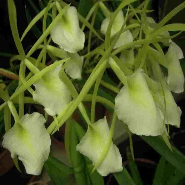 Brassavola Kiilani Stars (Brassavola)
