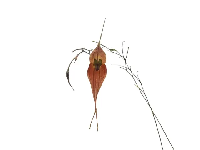 Lepanthes peruviana