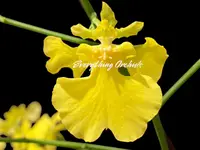 Oncidium Sweet Sugar ‘Lemon Drop’ HCC/AOS (3.5” Pot)