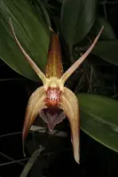 Epigeneium amplum