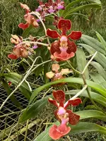 Vanda Motes Multiverse