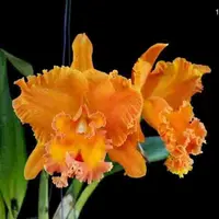 Rlc. Suvarnabhumi Delight 'Salmon Queen'