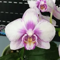 [Bare-root][Import AS-IS] #PA# Phal. Miki Sakura 'Splash' 美琪櫻花 '潑墨' [3.0" BS][Sept Preorder 26]