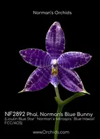 Phalaenopsis Norman's Blue Bunny (Lioulin Blue Star ' Norman' x tetraspis ' Blue Hawaii' FCC/AOS)