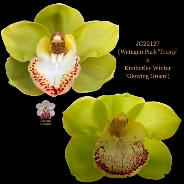 Cymbidium Watagan Park 'Trusty' x Kimberley Winter 'Glowing Green' (Cymbidium)