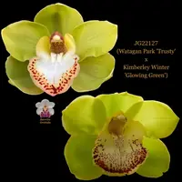 Cymbidium Seedling JG22127 (Watagan Park 'Trusty' x Kimberley Winter 'Glowing Green')