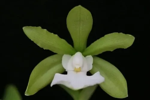 Cattleya aclandiae var alba