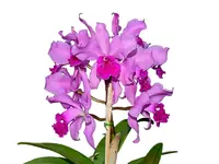 Cattleya Kay