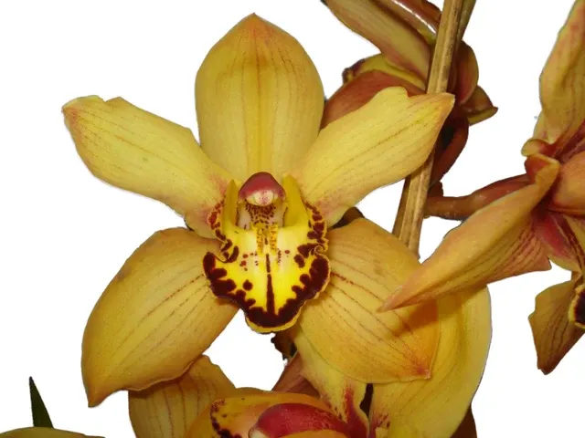 Cymbidium Bosangles Dancing Man Mustan - Ride (Cymbidium)