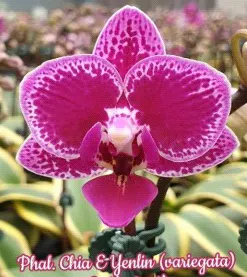 Phalaenopsis Chia-E Yenlin 'Varigated' (Phalaenopsis)