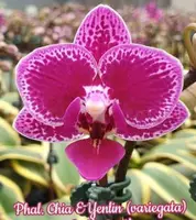 Phal. Chia-E Yenlin 'Varigated' (PM294) (Hybrid)