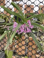Vanda nana (Ascocentrum pusillum)