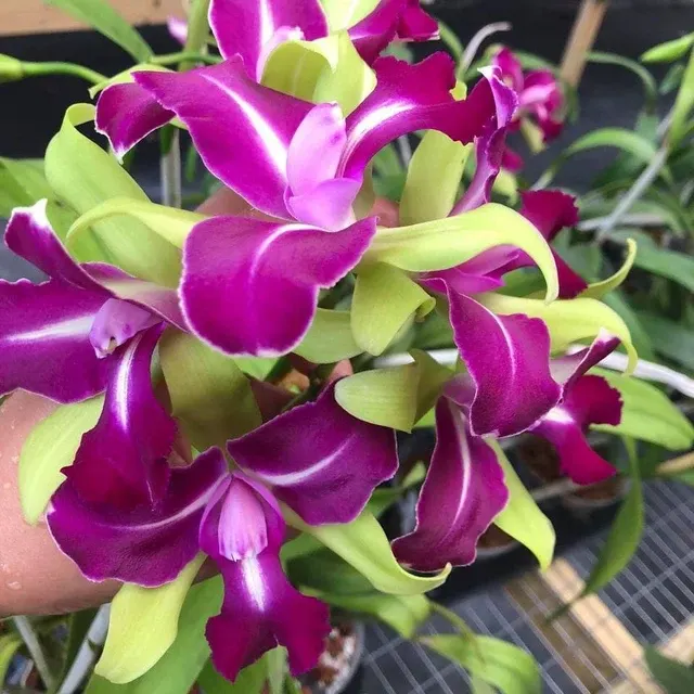 Rhyncholaeliocattleya Chyong Guu Benz (Rhyncholaeliocattleya)