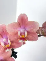 Phal. Odorion