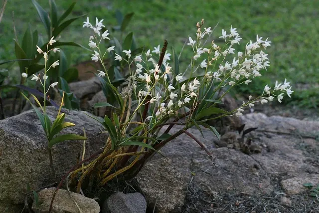 Dendrobium x delicatum (Dendrobium)